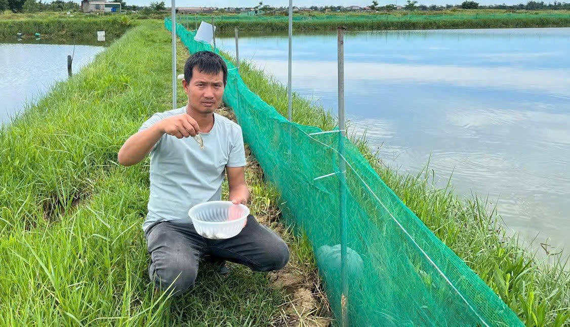 Hướng đi mới từ nuôi cá ngạnh của nông dân Quảng Trị