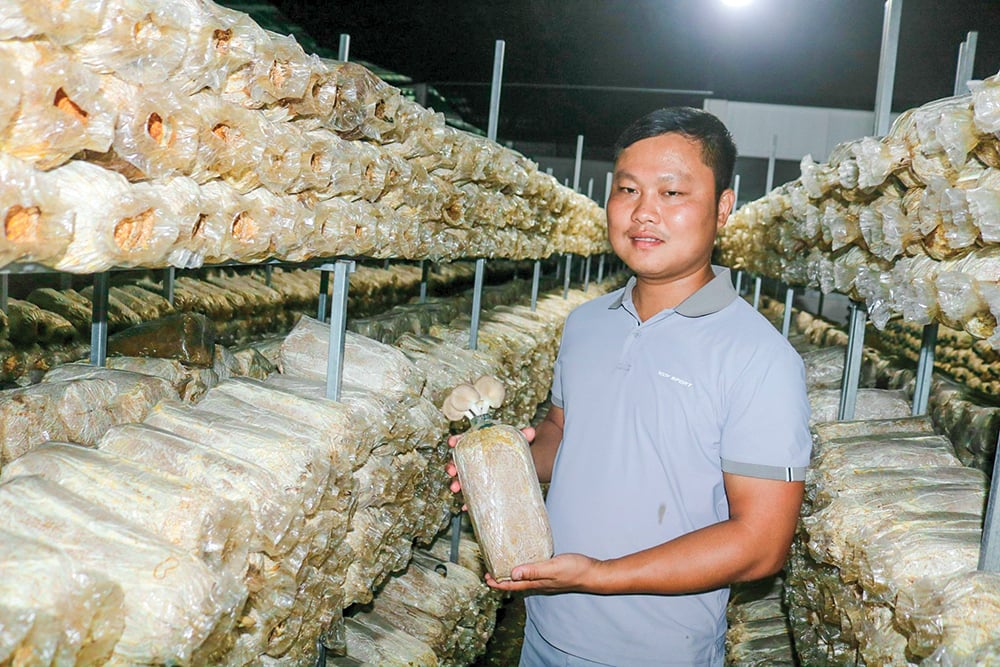 Một anh tỷ phú Vĩnh Long trồng rau gì giàu protein ở trong nhà kín, thương lái vô tận nơi mua giá 45.000 đồng/kg