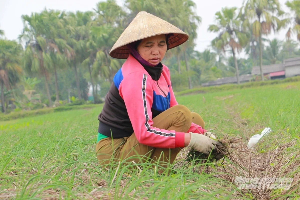 Trồng hành tăm vụ đông, mở lối làm giàu