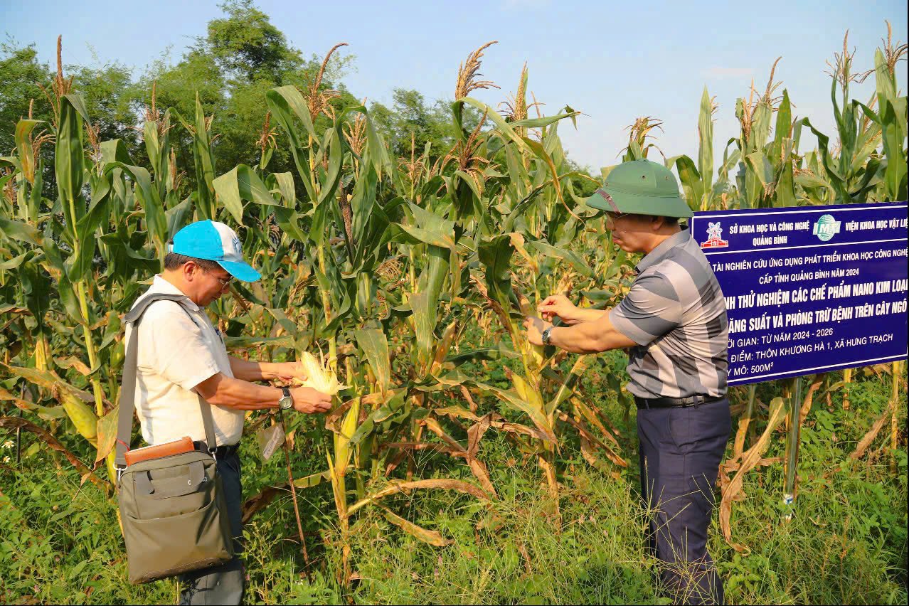 Cây khỏe, sạch sâu bệnh, năng suất tăng nhờ chế phẩm nano