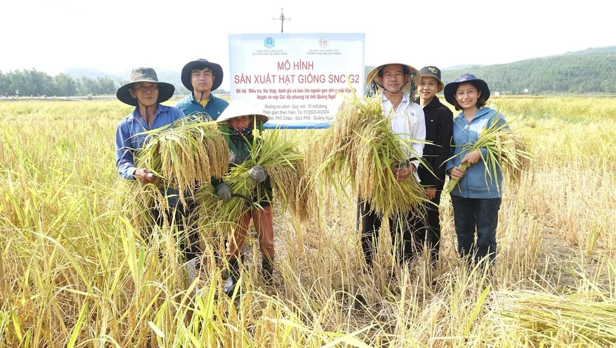 Phục hồi nguồn gen, 'cứu' 2 giống nếp quý khỏi thoái hóa