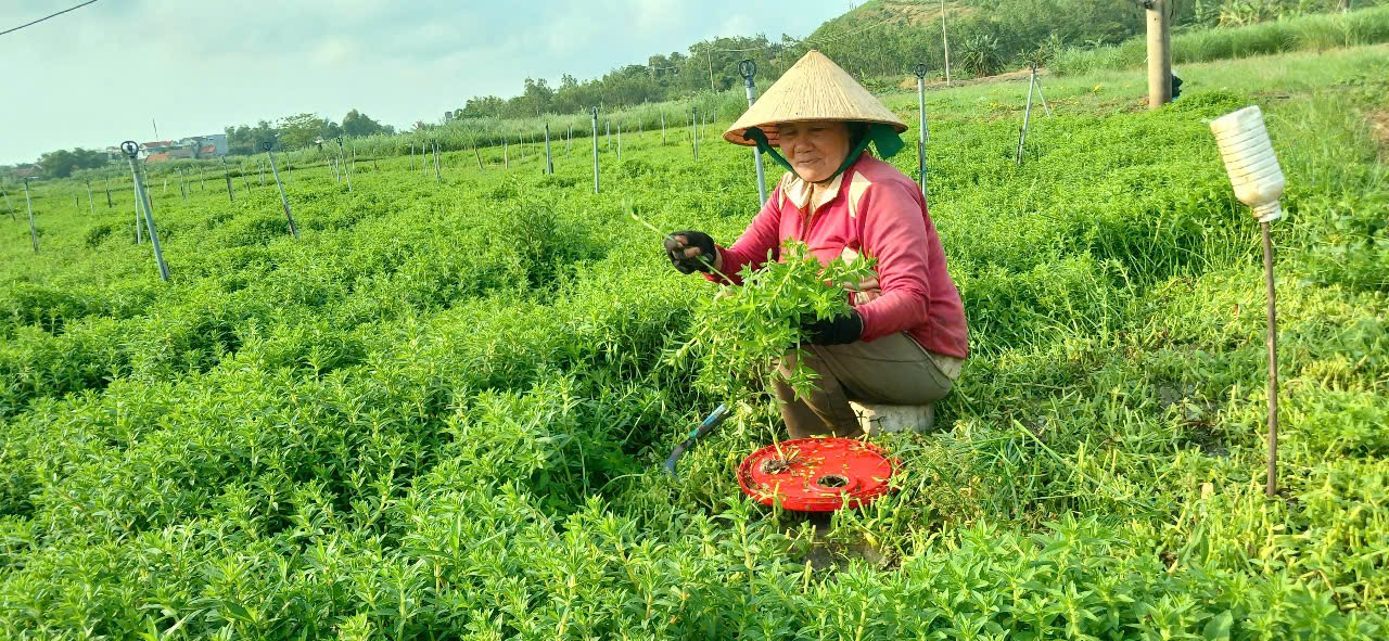 Đây, thứ rau thơm ngỡ như rau dại, dính tí nước tốt um ngoài đồng Phú Yên, cứ cắt lên khỏi bờ là bán hút hàng