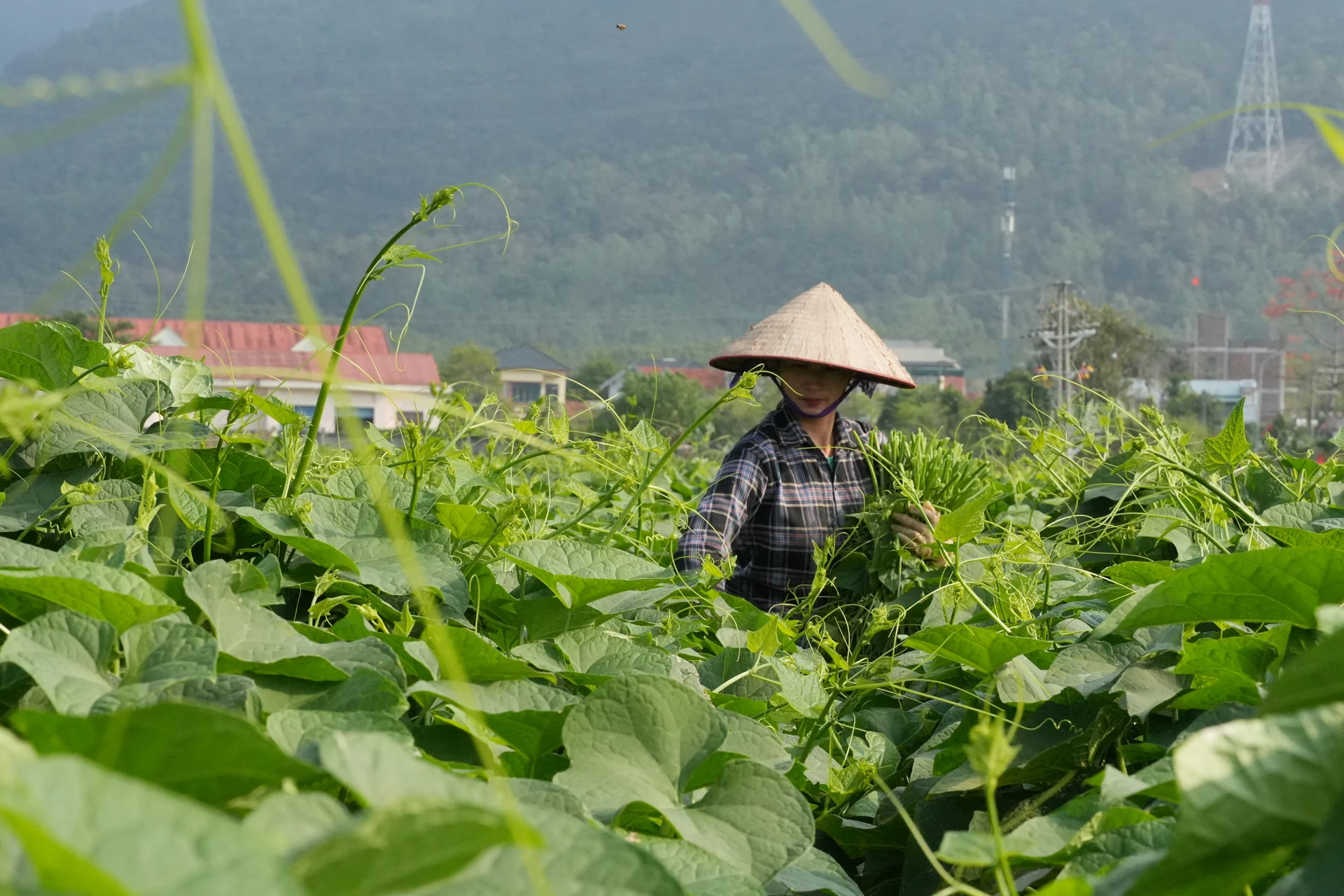 Ở Phú Thọ có loài rau leo đồi, càng cắt càng ra nhiều ngọn, nông dân bỏ túi hơn 200 triệu đồng/ha