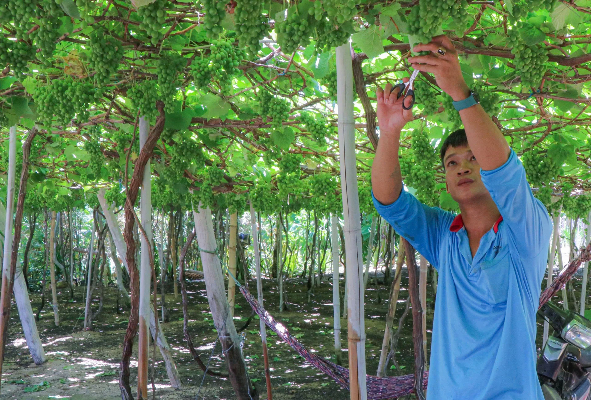 Trồng nho chùm quả tha la quá trời, nông dân xã mới này của tỉnh Khánh Hòa 