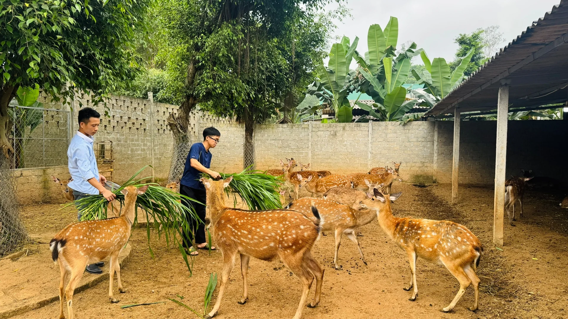 Hà Tĩnh vào vụ nhung hươu, người dân phấn khởi 'hái lộc'