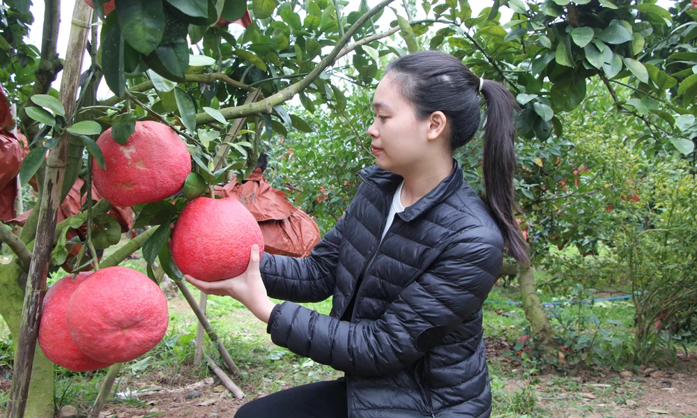 Loại quả to bự, đỏ màu 