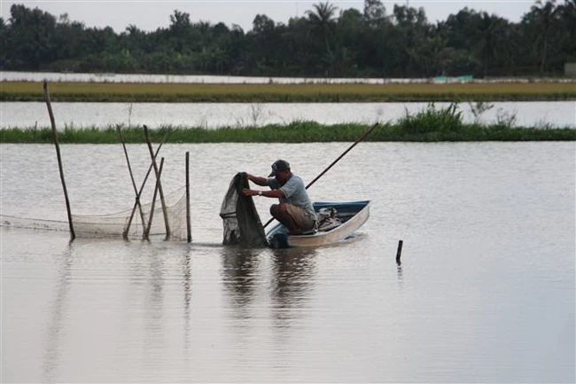 Nuôi cá ruộng mùa nước nổi ở Hậu Giang, chi phí giảm, thu lợi kép