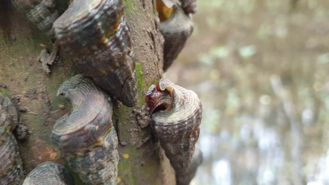 Một loại ốc thịt ngon ở Cà Mau biết leo cây rừng lạ lắm, dân đi bắt bán đắt tiền