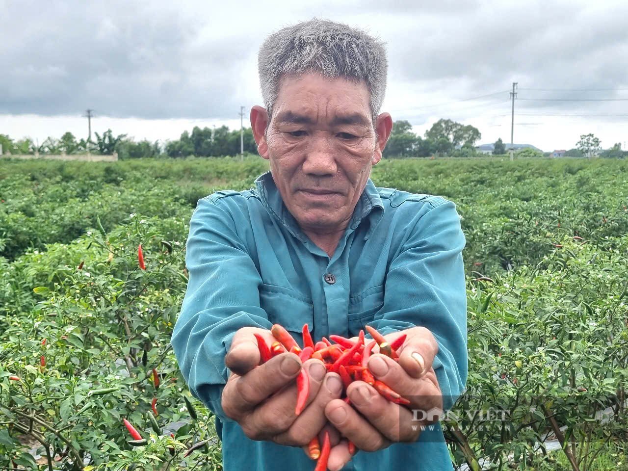 Thứ cây tốt um ngoài đồng, 