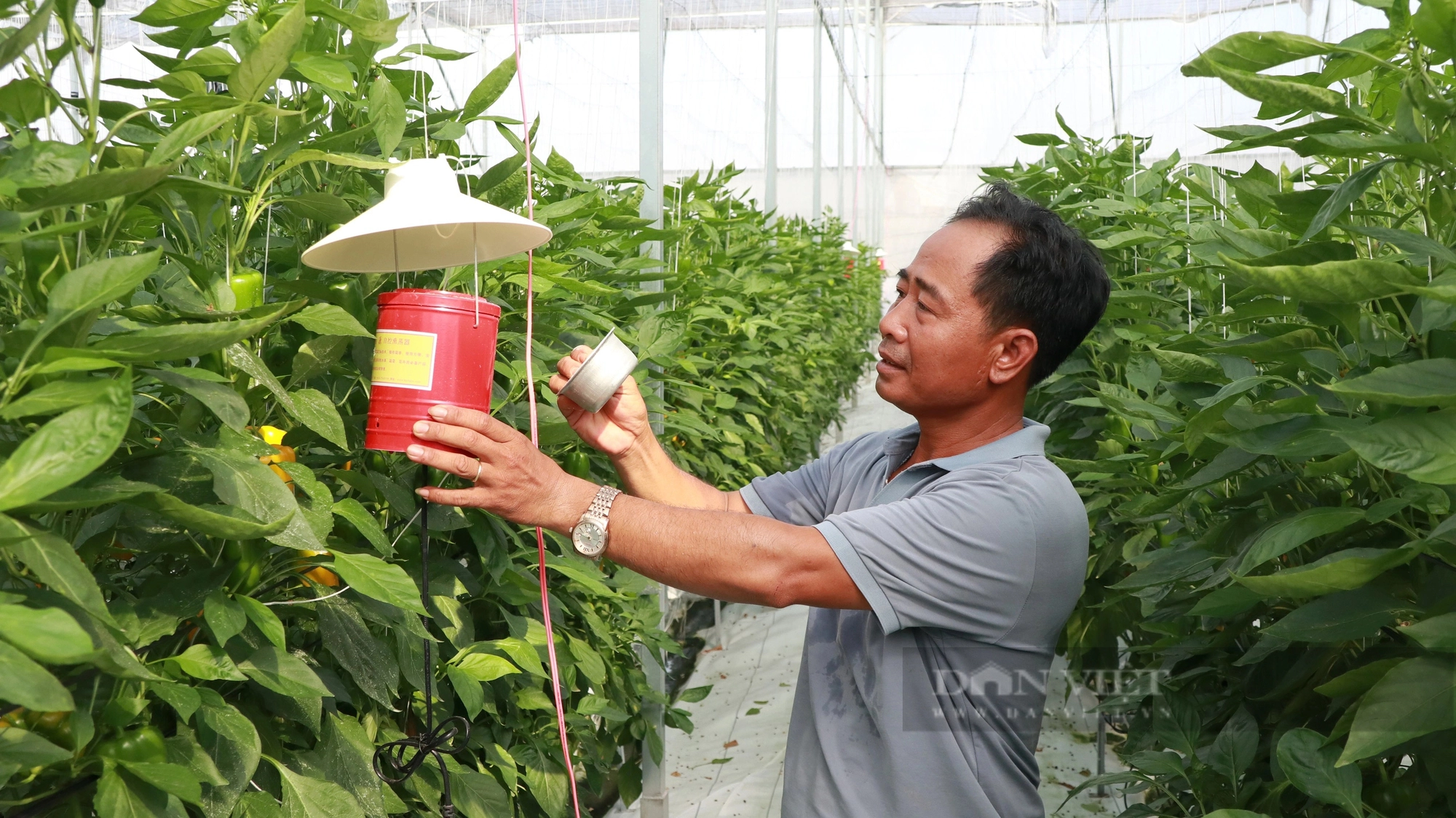 Trồng ớt tiêu chuẩn toàn cầu ở Lâm Đồng kiểu gì mà vườn tốt um, nông dân thu hàng trăm triệu?