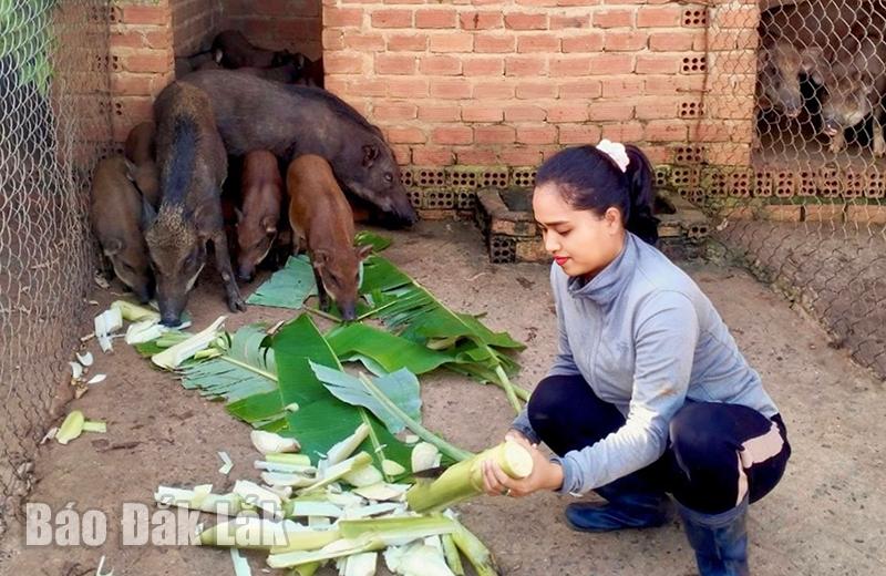 Con vật nguồn gốc hoang dã này ăn tạp, nhai rau chuốt rau ráu, chị nông dân Đắk Lắk bán 110.000 đồng/kg