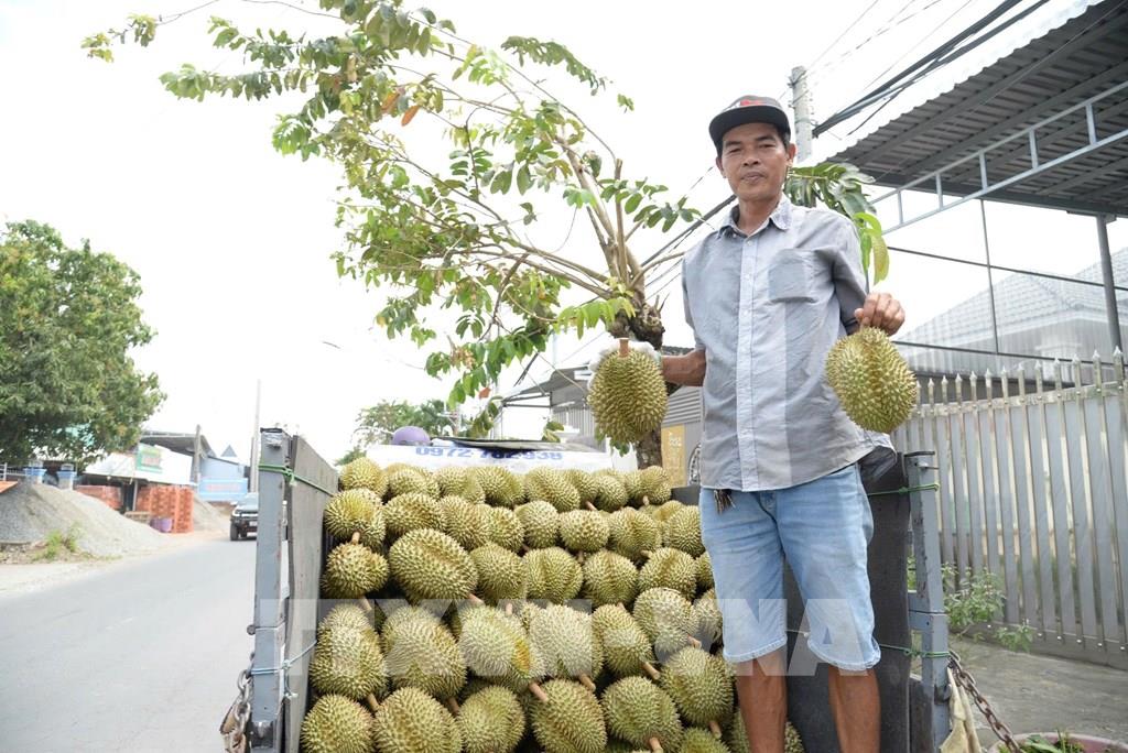 Trái sầu riêng nghịch vụ ở Đồng Tháp (gồm cả Tiền Giang trước đây) bán giá giảm, vì sao nông dân vẫn có lời?