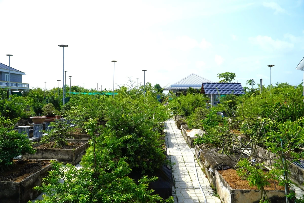 Tay trắng làm nên vườn bonsai bạc tỷ