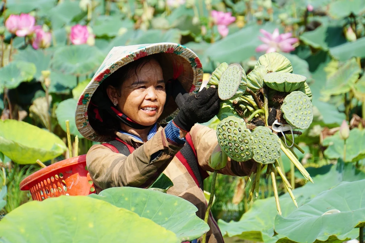 Giống nuôi cấy mô - chìa khóa để sen Đồng Tháp vượt 'bão' bệnh hại