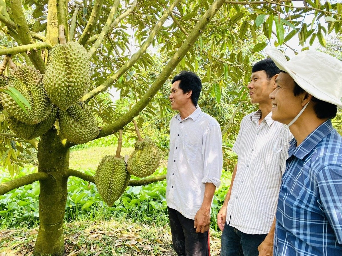Xuất khẩu sầu riêng bền vững: Canh tác hữu cơ - giải pháp căn cơ
