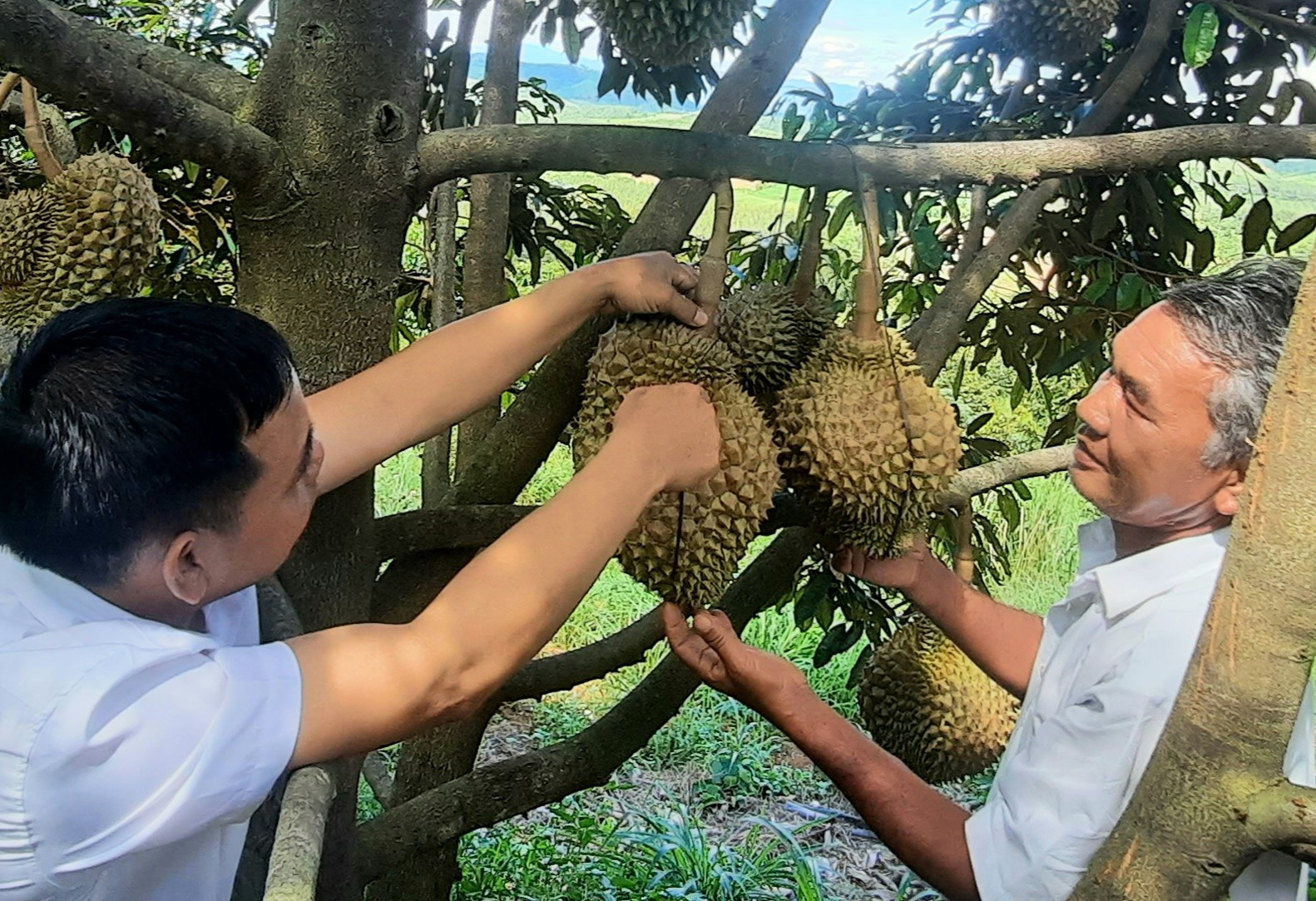 Một xã ở Kon Tum trồng tới 190ha sầu riêng, nhà nào bán trái giàu hẳn lên, dân đang mong điều này