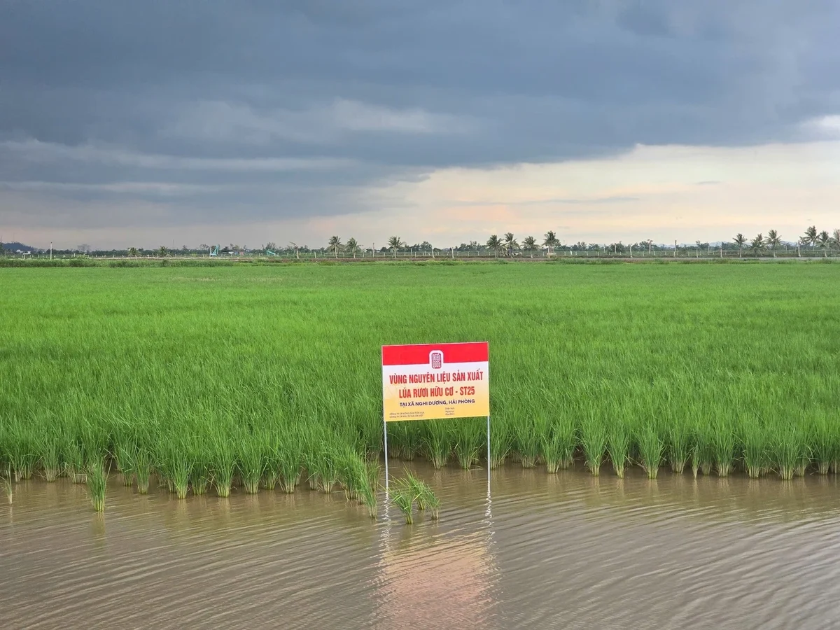 40ha lúa - rươi tại Hải Phòng đạt chứng nhận hữu cơ của Mỹ