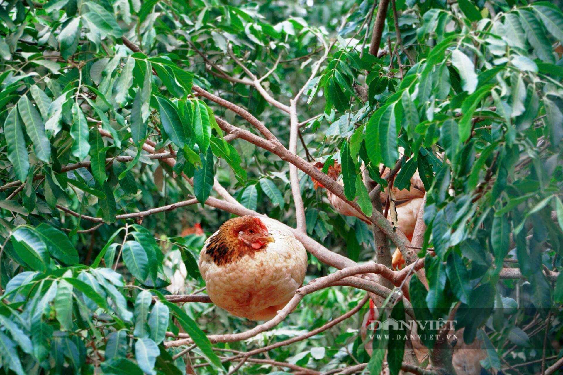 Nuôi gà đồi theo kiểu này, nông dân ở một xã mới của tỉnh Thái Nguyên cứ bán là có lãi 