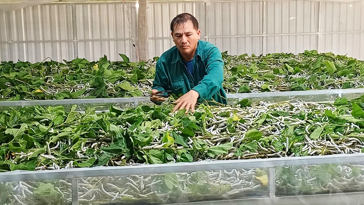 Sinh kế bền vững từ nghề trồng dâu nuôi tằm
