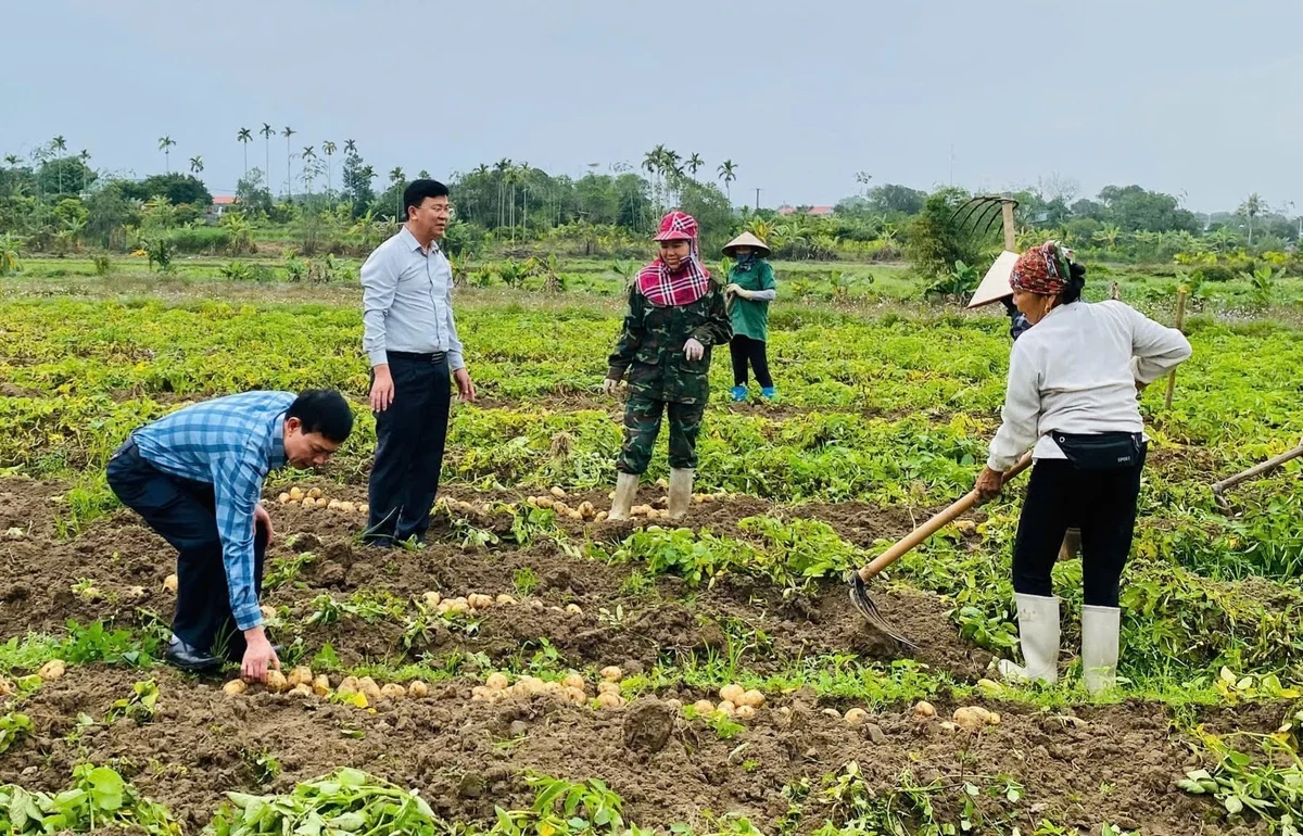 Khoai tây Atlantic bén rễ đất Quảng Đức