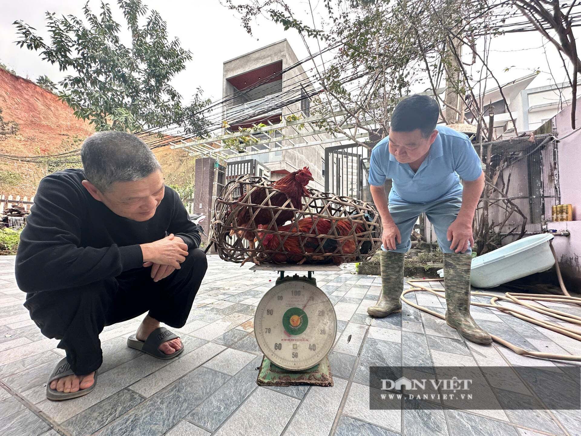 Ở Bắc Kạn, nay là tỉnh Thái Nguyên, thương lái lùng sục mua bằng được loại 