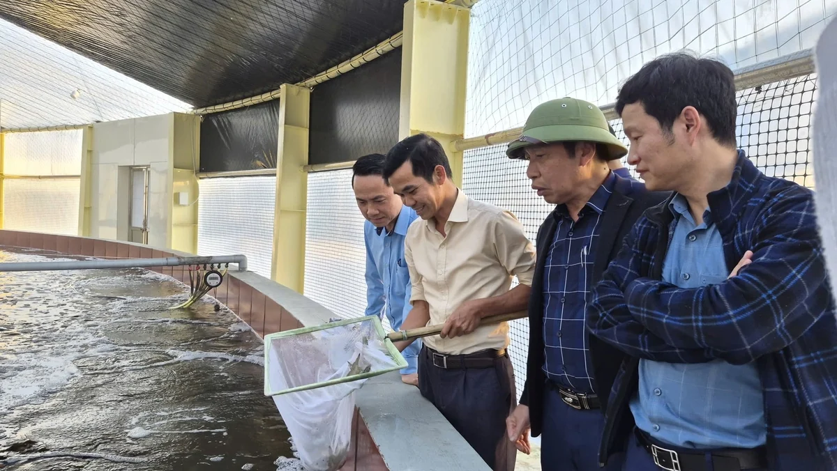 Nuôi tôm bền vững ở Quảng Ninh: Khoa học công nghệ là chìa khóa