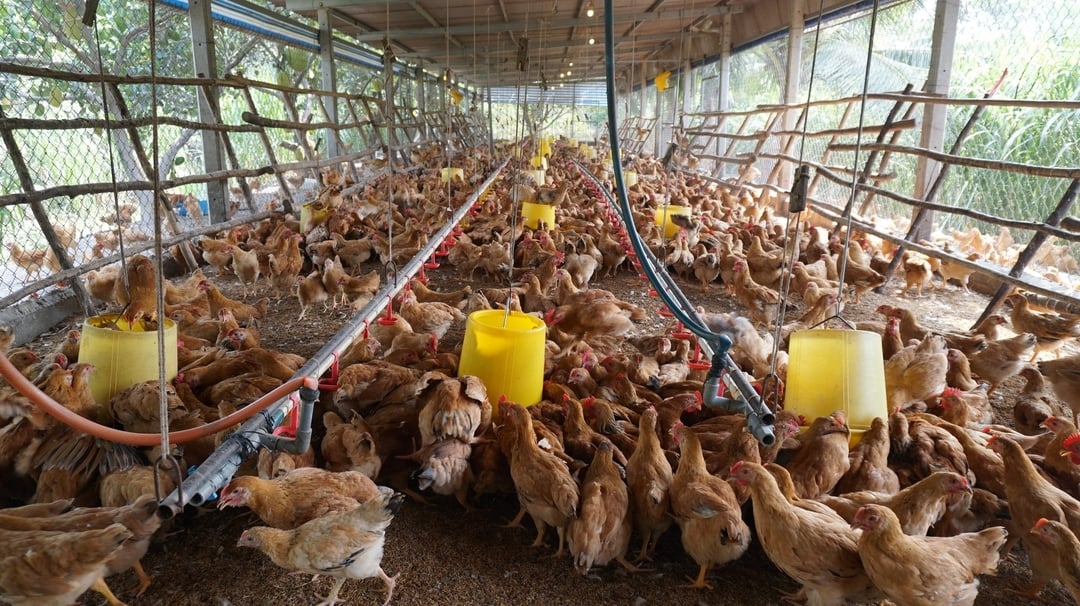 Trang trại gà Lượng Huệ lớn nhất Tây Ninh