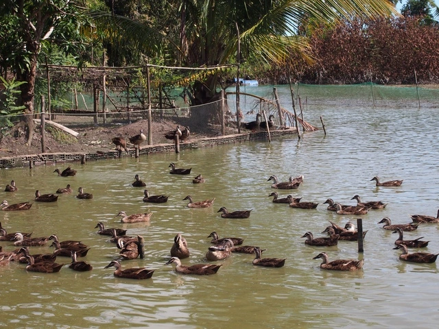Vịt trời đẻ 'trứng vàng', nông dân vùng đất trũng phèn thu lãi cao