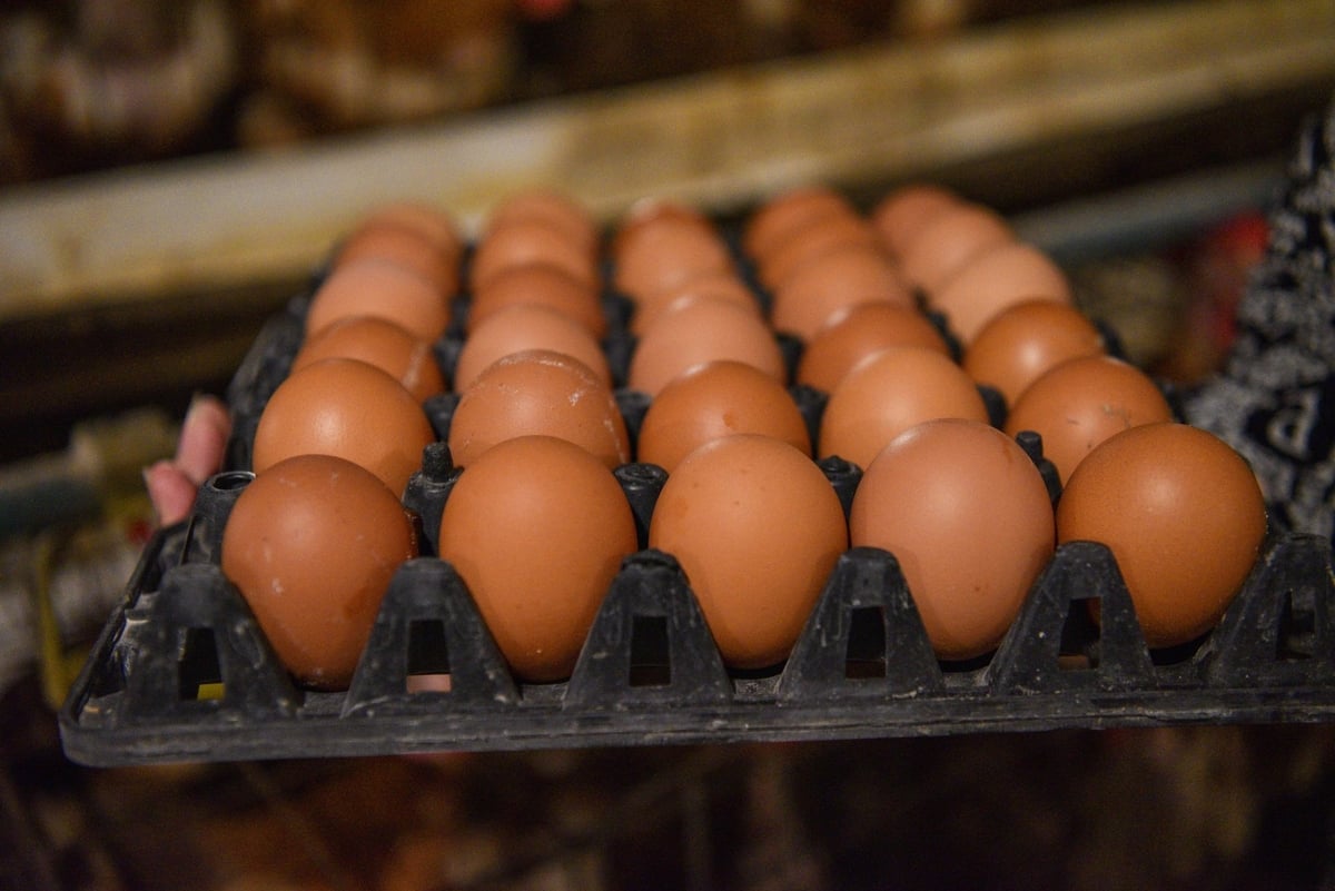 Nghề nuôi gà đẻ trứng để bào chế vaccine, kháng thể