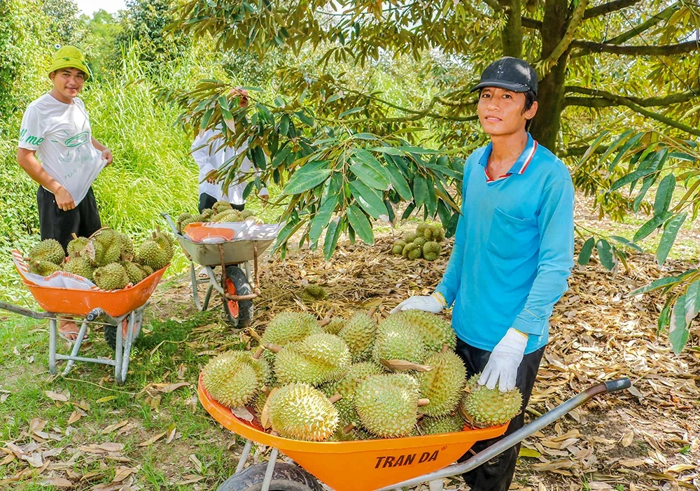 Trồng thành công sầu riêng nghịch vụ, nông dân xã Trường Thành ở Cần Thơ (địa phận Thới Lai) nhà nào cũng giàu hẳn luôn