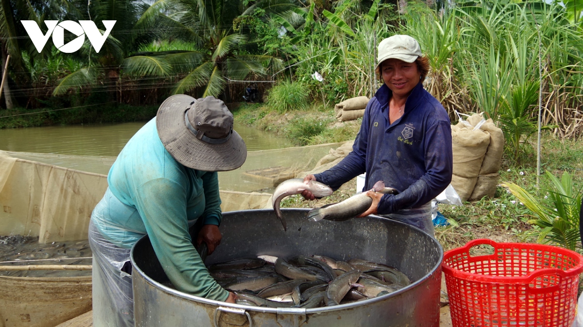 Loại cá chắc thịt, ăn bổ dưỡng, công dụng tăng sinh tế bào này nông dân Trà Vinh bắt bán giá trúng đậm