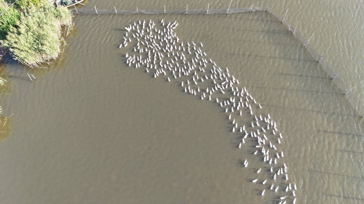 Nuôi vịt biển lấy trứng, nông dân Hải Lạng khấm khá