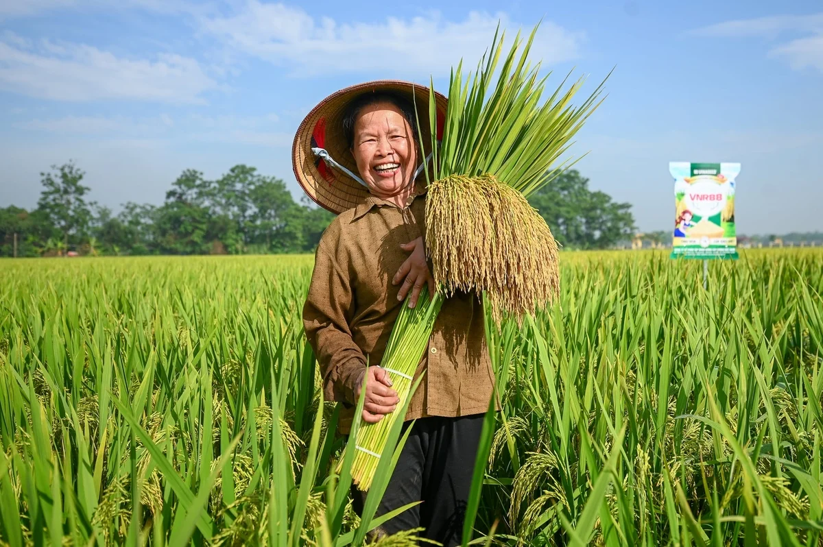 Gói giải pháp của Vinaseed và VFC giúp giống lúa VNR88 tăng 20-25% năng suất