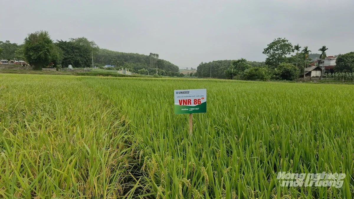 Giống lúa VNR86: Cây cứng, bông to, không lo đổ ngã