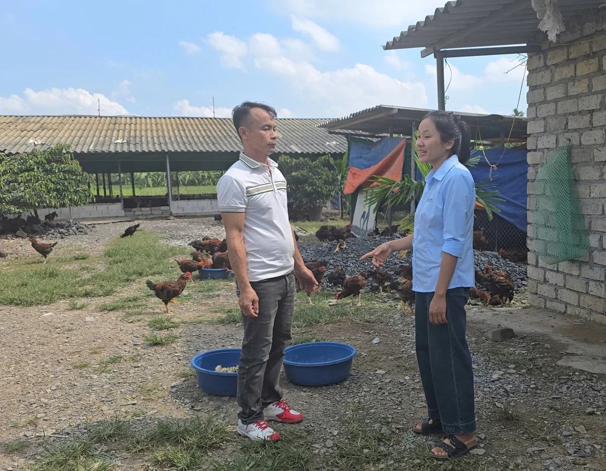 Nuôi gà thả vườn hướng hữu cơ, hiệu quả khác biệt