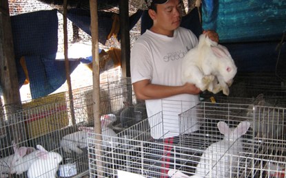 Cử nhân công nghệ về quê nuôi thỏ New Zealand