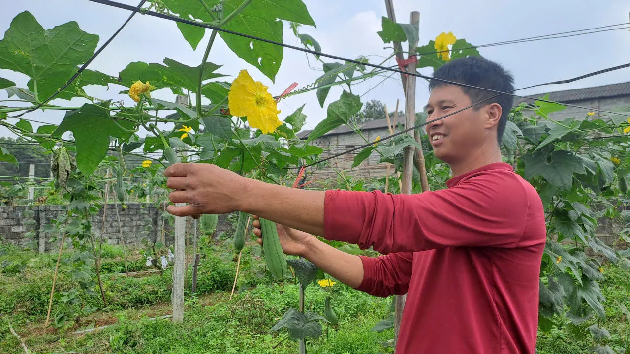 Chuyển từ trồng chè sang trồng táo, anh nông dân Thái Nguyên có thu nhập cao, chi phí giảm từ đây