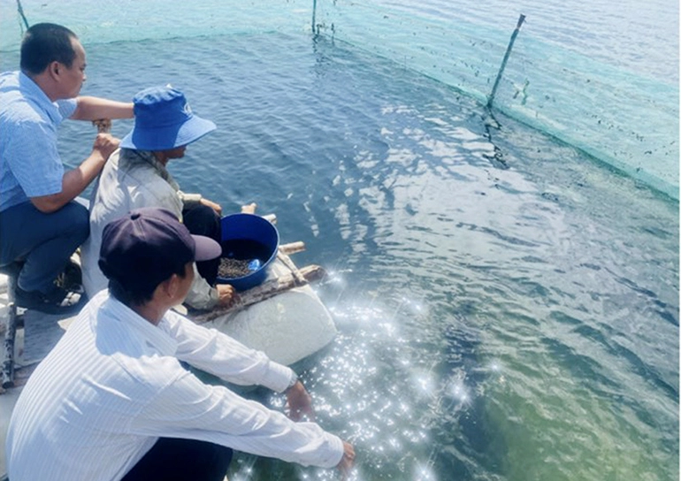 Loại cá đặc sản này nuôi thành công trong ao đất ở Phú Yên, bắt lên bán giá 150.000-250.000 đồng/kg