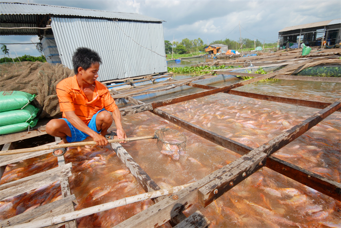Liên kết sản xuất cá điêu hồng