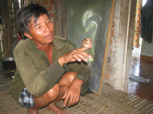 Lão nông Bình Định bỏ 1 triệu đồng mua gà rừng về nuôi, thu lãi... ngàn 