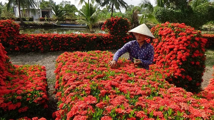 Một nông dân Cà Mau ròng rã 10 năm kỳ công trồng đường hoa nông thôn mới đẹp như phim