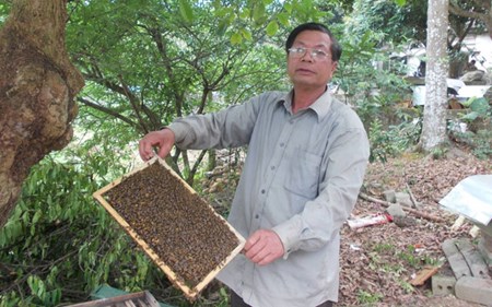 “Ong chúa” của 100 đàn ong mật