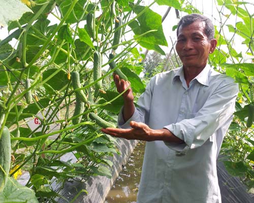 Vĩnh Long: Thí điểm thành công mô hình trồng dưa leo ghép