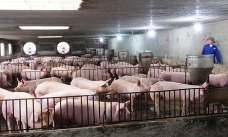 Thu 6 tỷ mỗi năm từ cam Vinh, bưởi Diễn và lợn