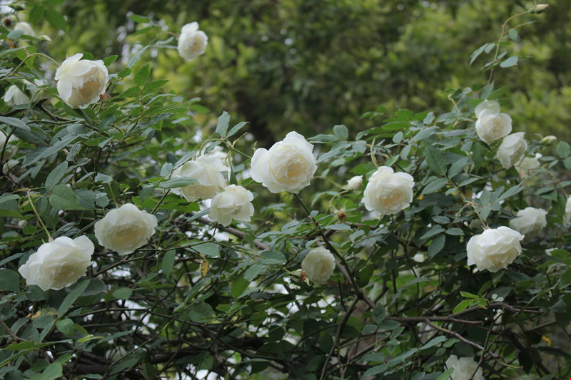 Kỹ thuật trồng hoa hồng bạch cổ mang vẻ đẹp tinh khiết, hương thơm ngào ngạt