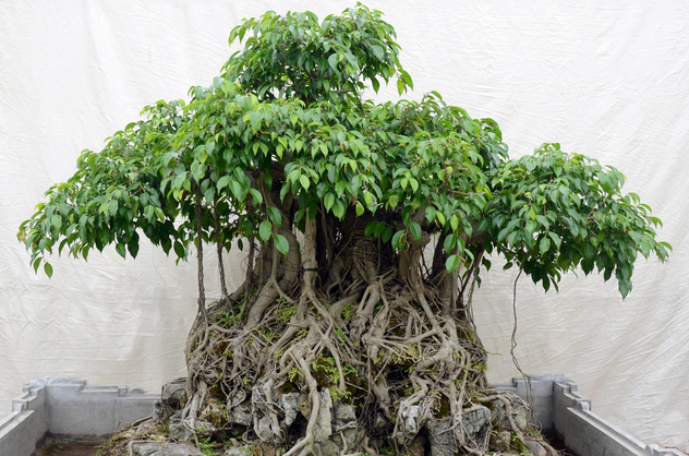 Kỹ thuật trồng cây Sanh và cách tạo thế bonsai 