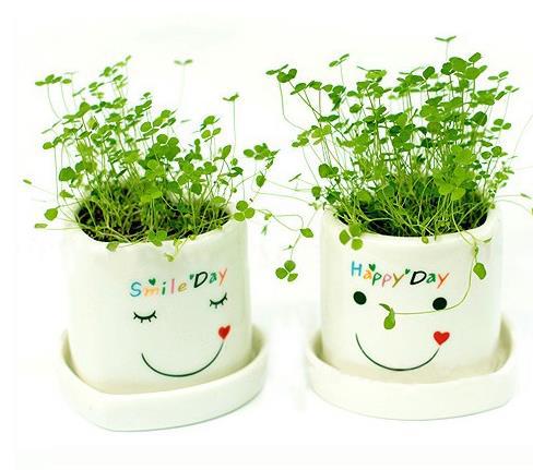 Kỹ thuật trồng cỏ 3 lá vào chậu cực xinh lại mang may mắn, hạnh phúc ngập tràn