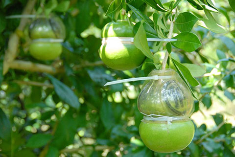 Kỹ thuật trồng cây Đào tiên
