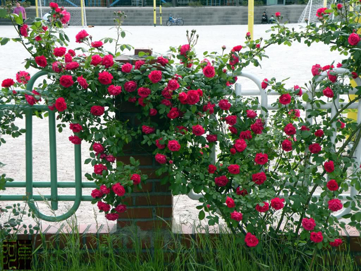 Các bước kỹ thuật trồng cây hoa hồng tường vi