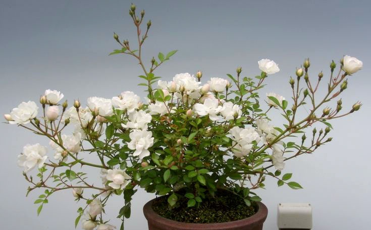 Kỹ thuật trồng cây hoa hồng bonsai